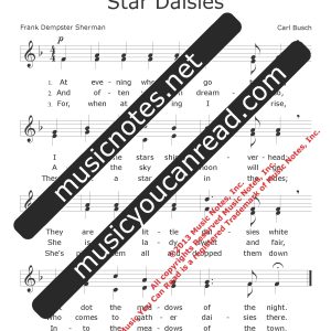 Star Daisies
